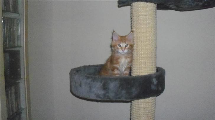 Maine Coon Dk. CaemsoCoon's Buddy Ho billede 10