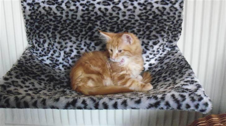 Maine Coon Dk. CaemsoCoon's Buddy Ho billede 11