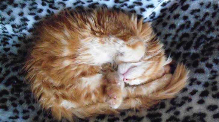 Maine Coon Dk. CaemsoCoon's Buddy Ho billede 12