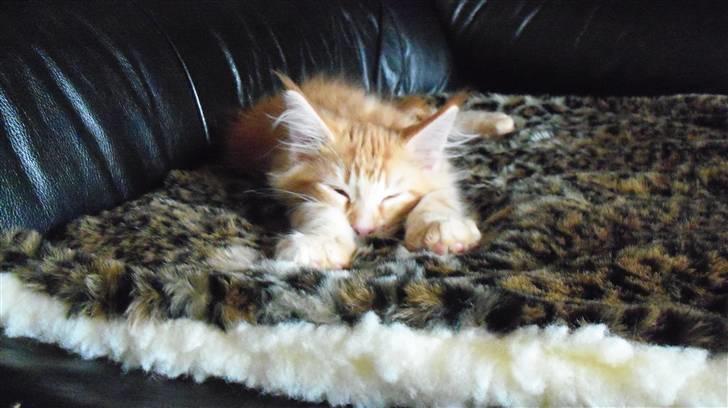 Maine Coon Dk. CaemsoCoon's Buddy Ho - Åååååå det er sååååå blødt. billede 13