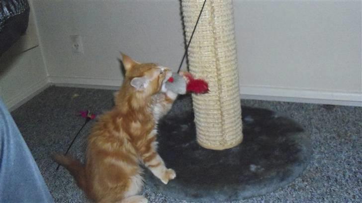 Maine Coon Dk. CaemsoCoon's Buddy Ho billede 14