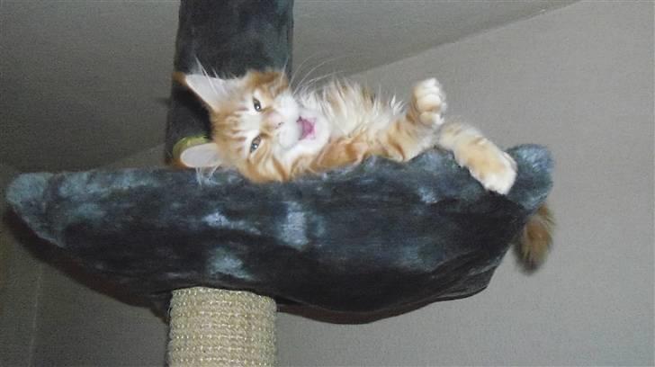 Maine Coon Dk. CaemsoCoon's Buddy Ho - Gaab...... Det var hårdt at kravle helt her op. billede 15