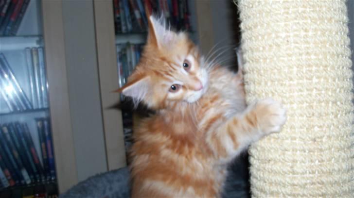 Maine Coon Dk. CaemsoCoon's Buddy Ho billede 16