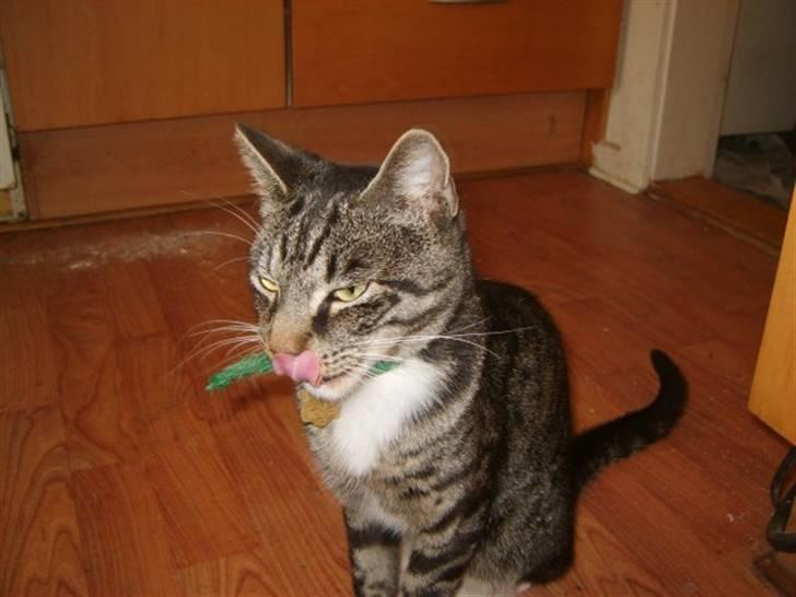 Huskat vitto (R.I.P) - Her ser i søde vitto billede 1