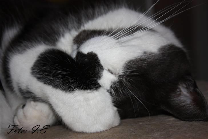 Huskat Herman - Oktober 2010 billede 17