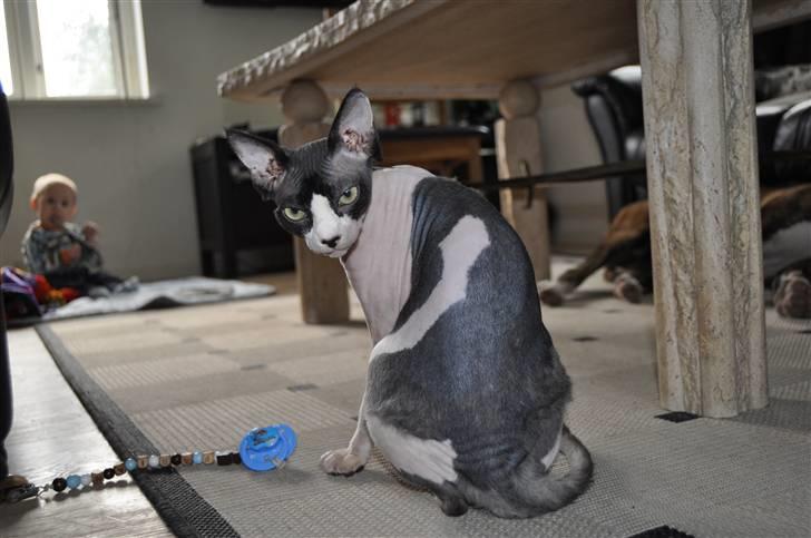 Sphynx Bye Bye My Vega aka. Ko billede 14