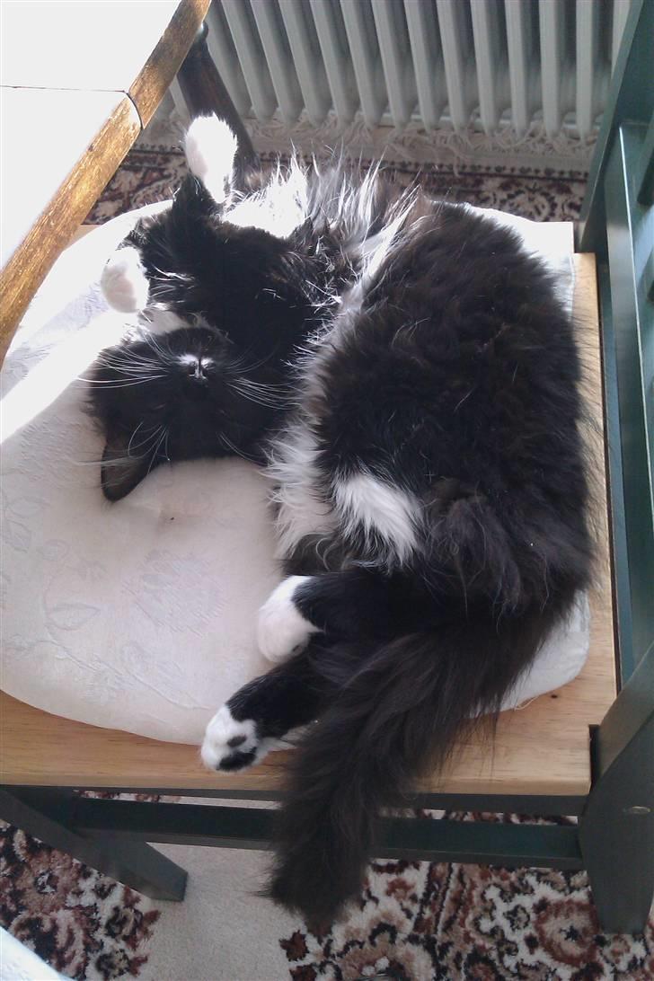 Blanding af racer Phoebe - slapper lige af her  billede 9