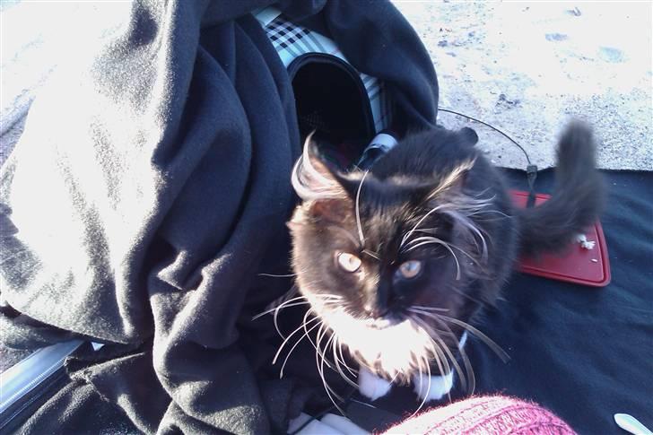 Blanding af racer Phoebe - lilleskid var med på strandtur - tog det i stiv arm billede 7