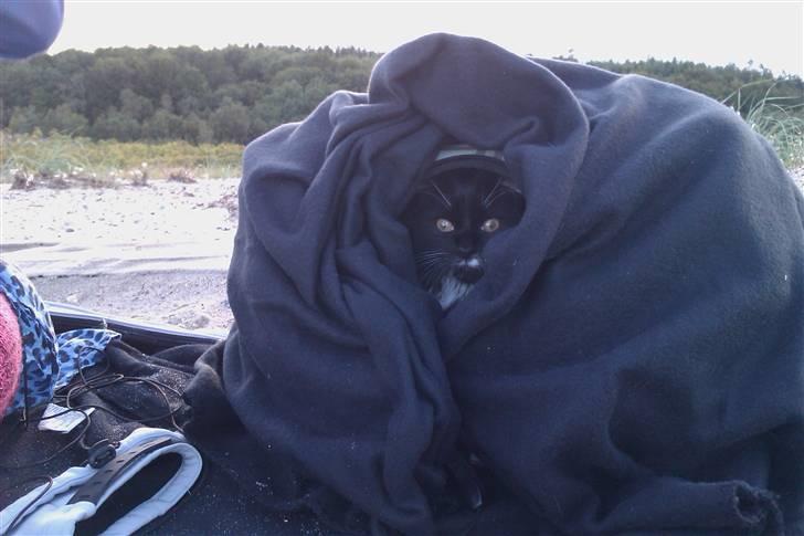 Blanding af racer Phoebe - ,,, meen transportkassen var nu varmest! billede 8