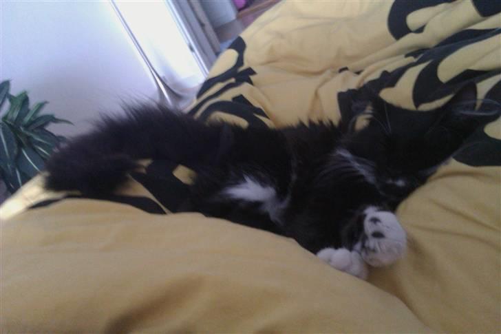 Blanding af racer Phoebe - sover lige lur på mors mave billede 13