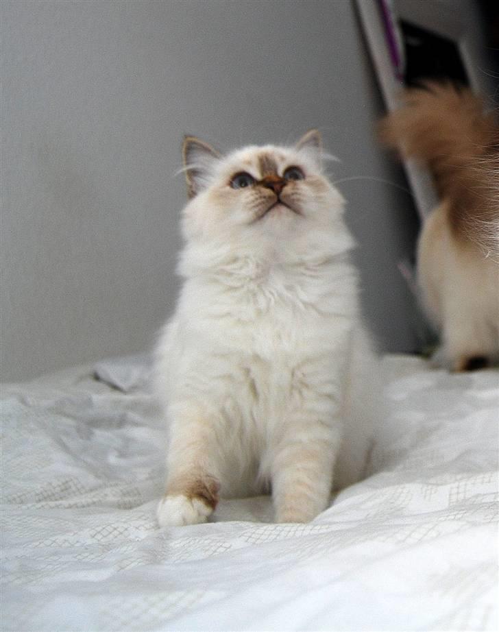 Hellig Birma DeLaCour's Amelié Gentiel - Amelié 19 uger gammel... billede 7