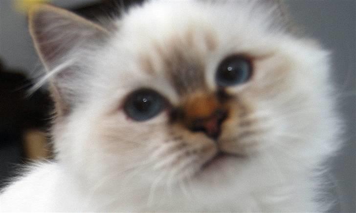 Hellig Birma DeLaCour's Amelié Gentiel - Amelié 19 uger gammel... billede 8