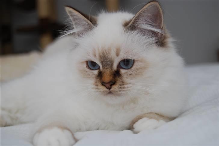 Hellig Birma DeLaCour's Amelié Gentiel - Amelié 19 uger gammel... billede 9