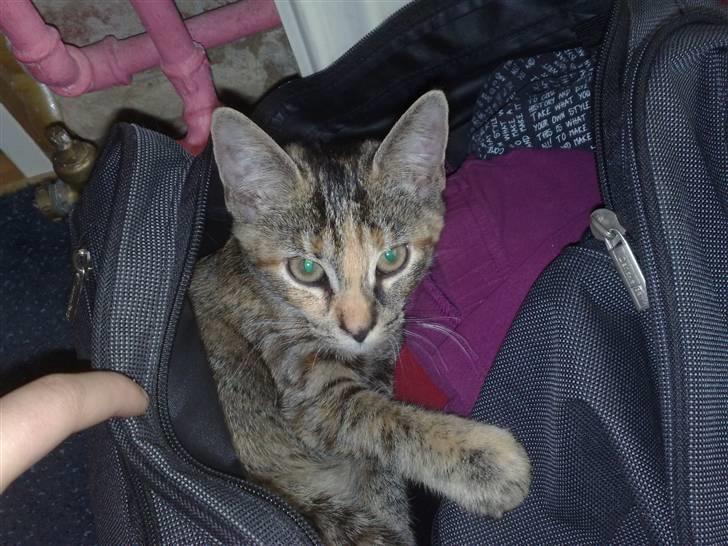 Huskat pernille<3 DØD!med gred billede 12