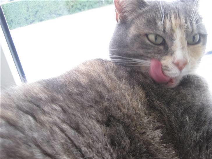 Huskat puseling billede 7