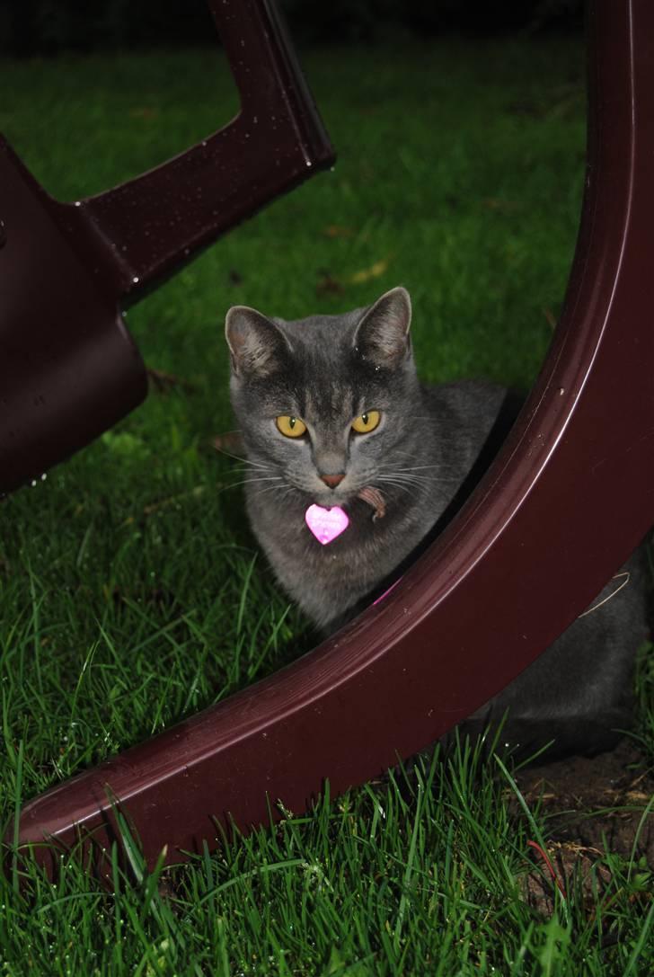 Blanding af racer Masedes billede 7