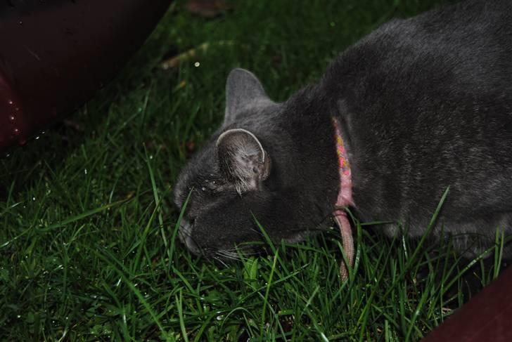 Blanding af racer Masedes billede 8