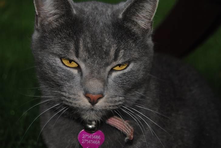 Blanding af racer Masedes billede 9