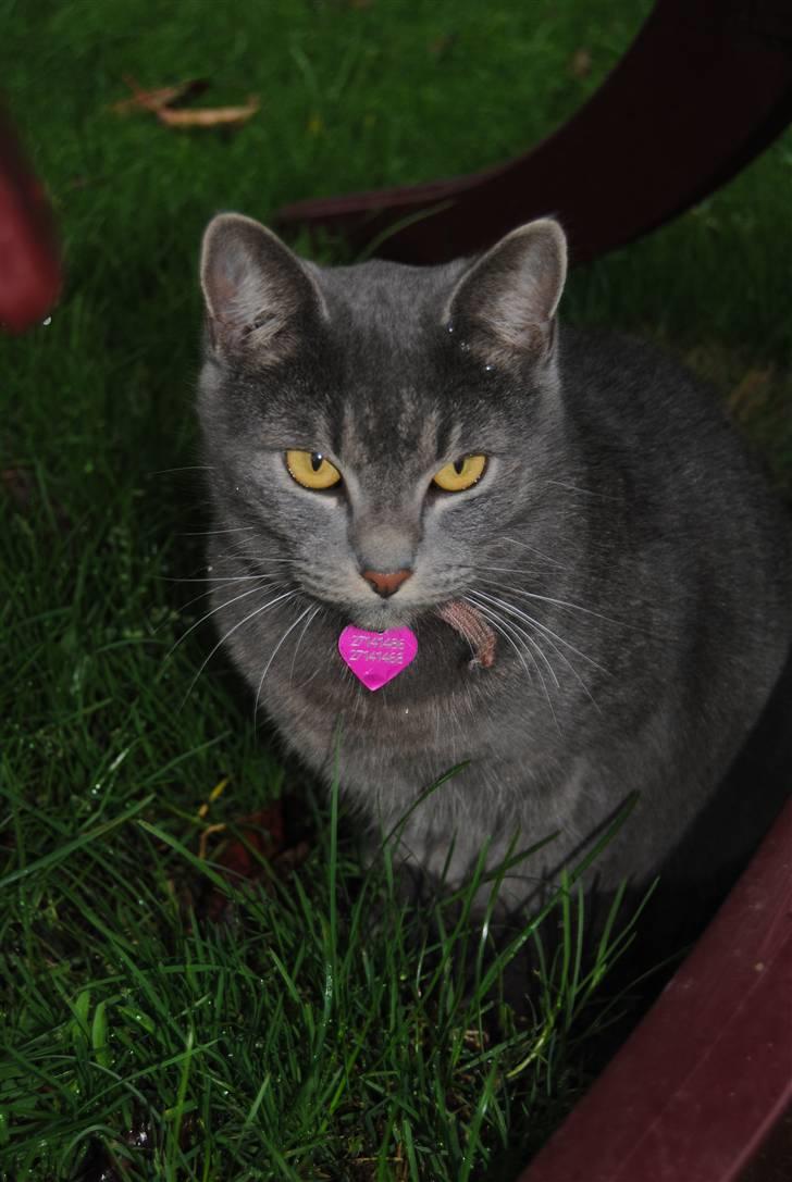 Blanding af racer Masedes billede 10