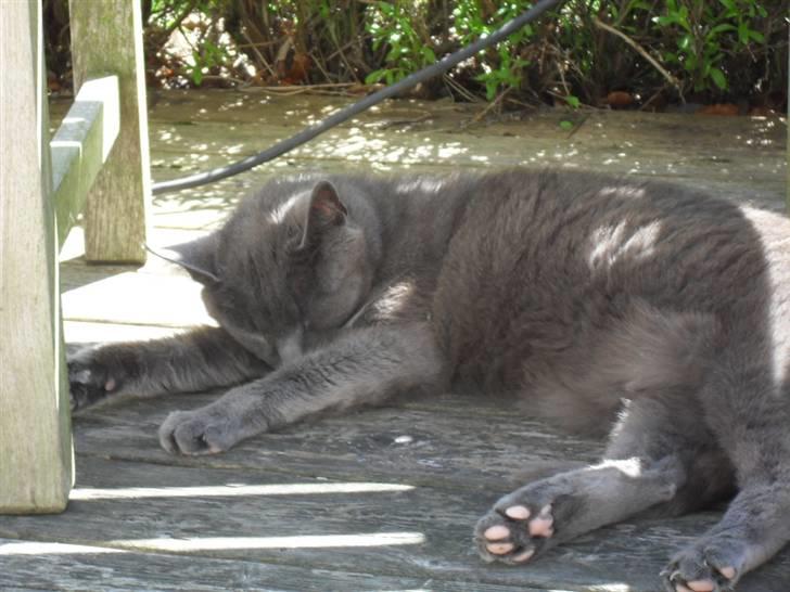 Huskat mille  billede 9