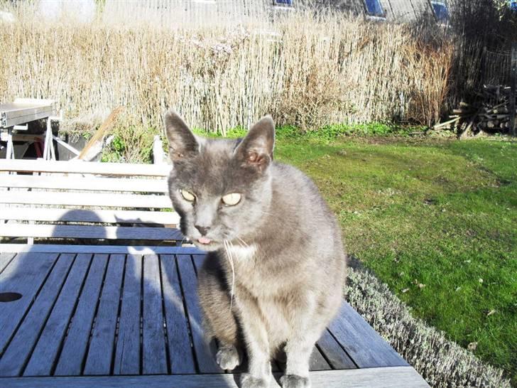 Huskat mille  billede 10