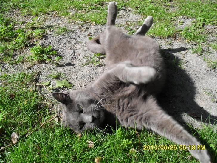 Huskat mille  billede 11