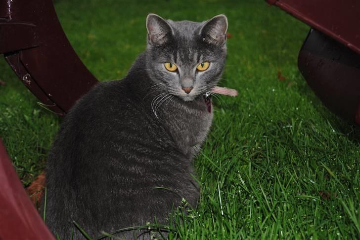 Blanding af racer Masedes billede 11