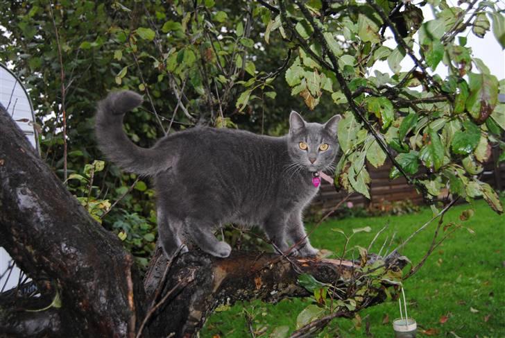 Blanding af racer Masedes billede 12