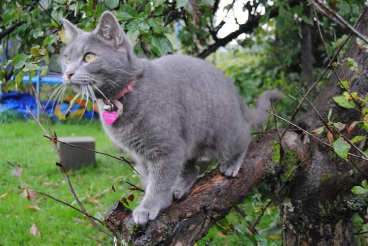 Blanding af racer Masedes billede 13