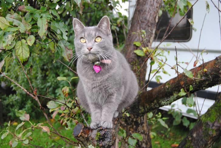 Blanding af racer Masedes billede 14