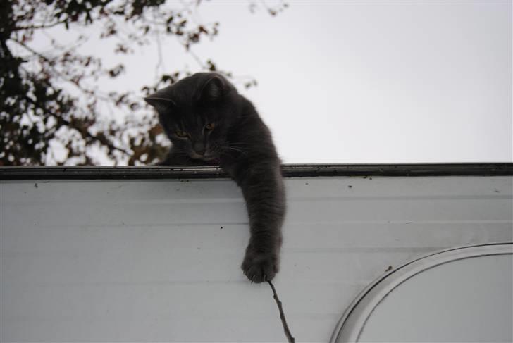 Blanding af racer Masedes billede 15