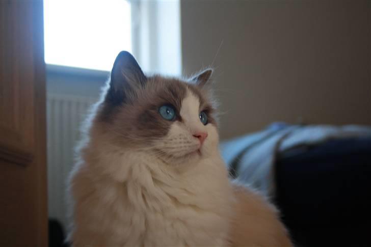 Ragdoll **  DK Wrensted Loui  ** billede 7
