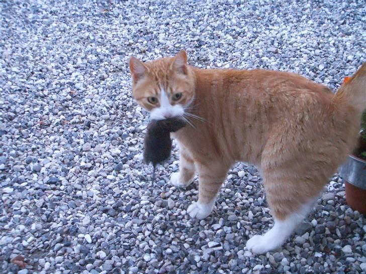 Huskat Prinsesse Kaj billede 11