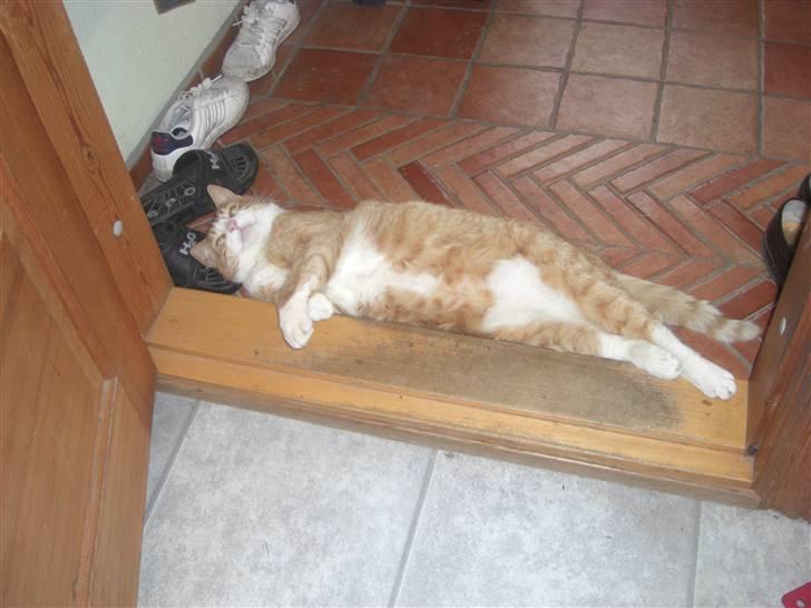 Huskat Prinsesse Kaj - sådan måler vi ting billede 12