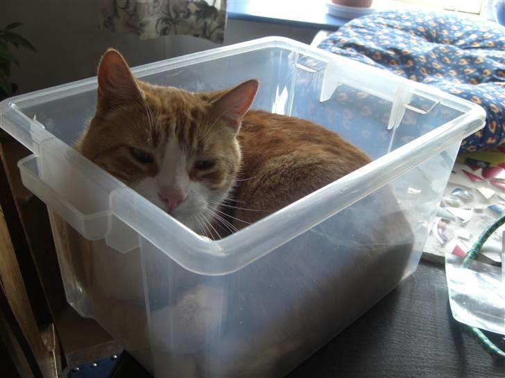 Huskat Prinsesse Kaj billede 13