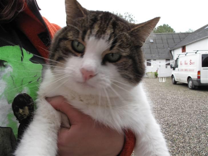 Huskat Knud billede 12