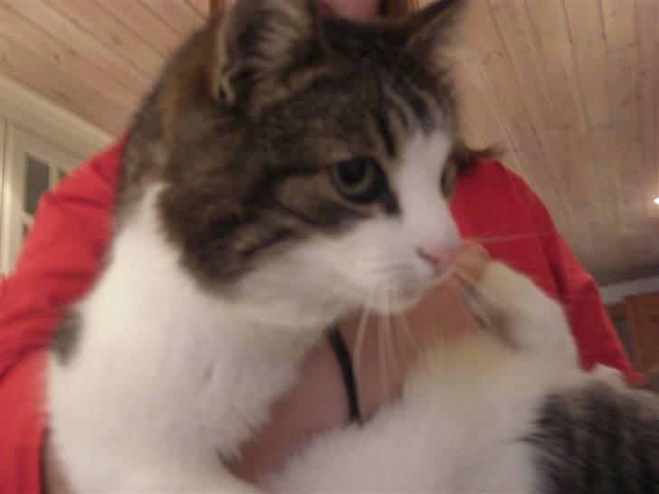 Huskat Knud billede 13