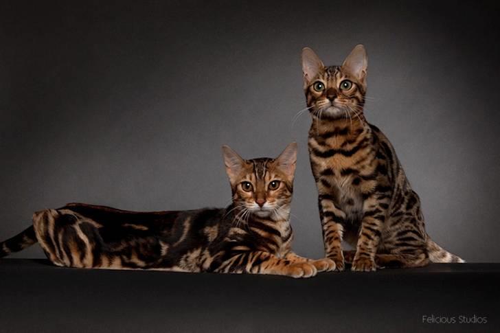 Bengal Black Eagel billede 16