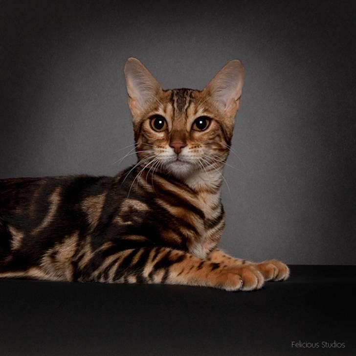 Bengal Miss Sparrow billede 16