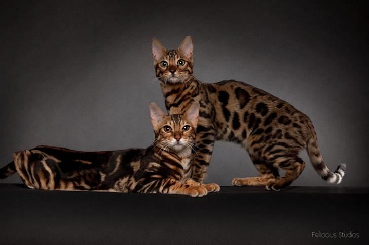 Bengal Miss Sparrow billede 17