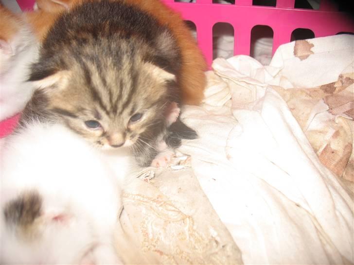 Huskat Zacho´s Marco billede 11