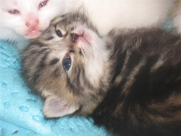 Huskat Zacho´s Marco billede 12