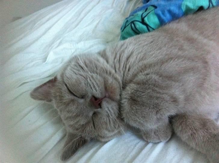 British Shorthair DK Northern Feline Alba V - Alba Viola 4,5mdr. gammel (: billede 11