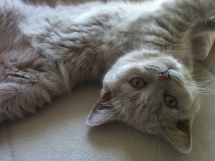 British Shorthair DK Northern Feline Alba V - Alba Viola 4mdr. gammel (: billede 12