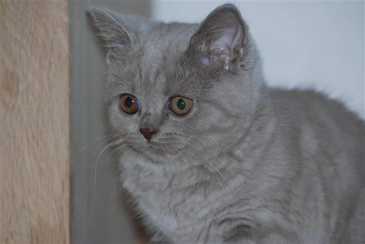 British Shorthair DK Northern Feline Alba V - Alba Viola 3mdr. gammel (: billede 13