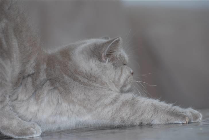 British Shorthair DK Northern Feline Alba V - Alba Viola 3mdr. gammel (: billede 14