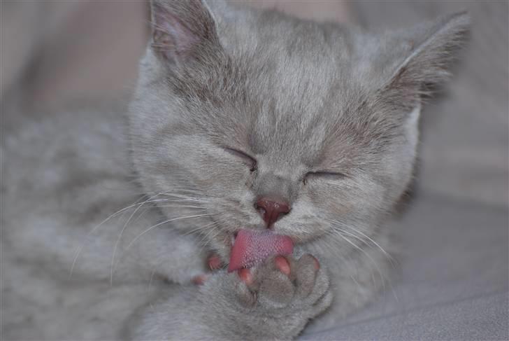 British Shorthair DK Northern Feline Alba V - Alba Viola 3mdr. gammel (: billede 15