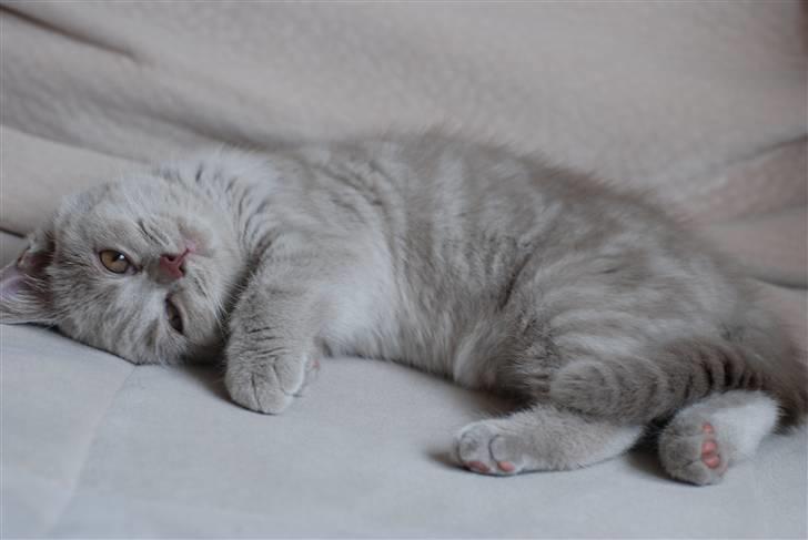 British Shorthair DK Northern Feline Alba V - Alba Viola 3mdr. gammel (: billede 16