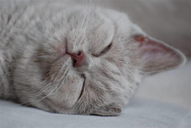 British Shorthair DK Northern Feline Alba V - Alba Viola 3mdr. gammel (: billede 17