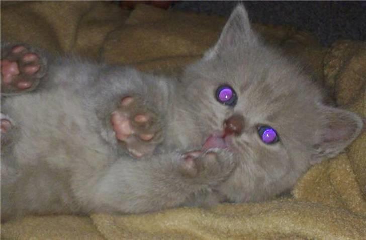 British Shorthair DK Northern Feline Alba V - Alba Viola 5 uger gammel (: billede 18